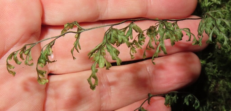Hymenophyllum inaequale photo 7