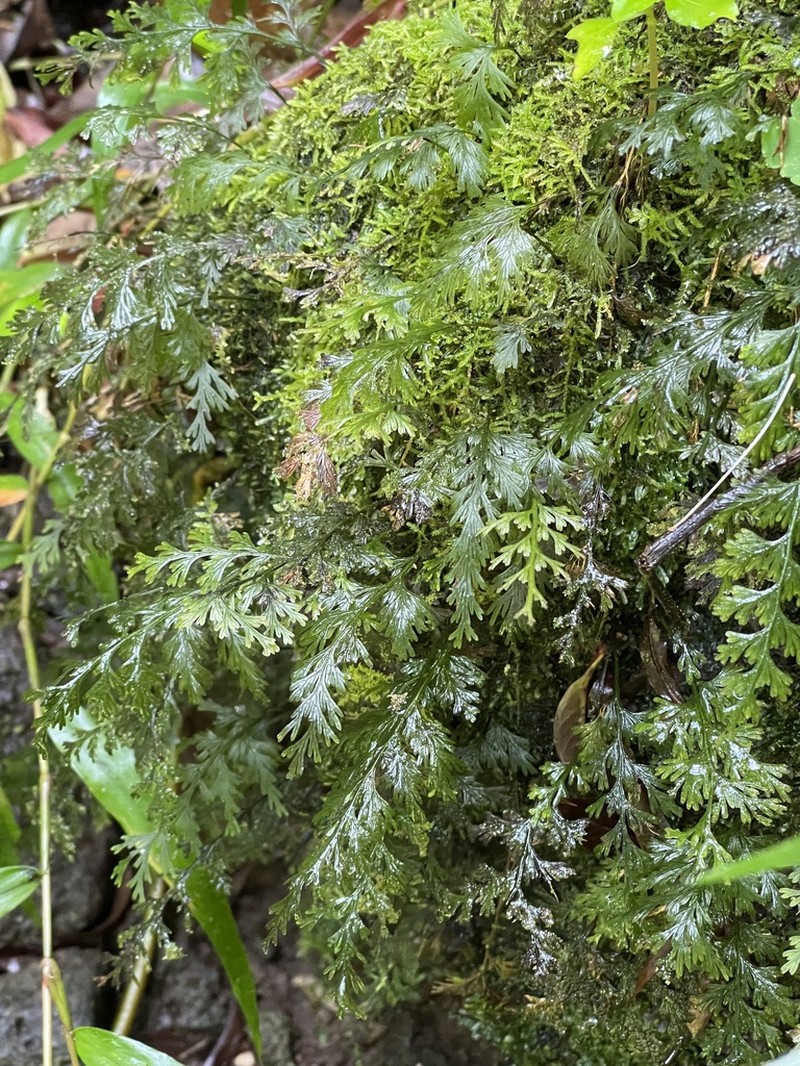 Hymenophyllum inaequale photo 8
