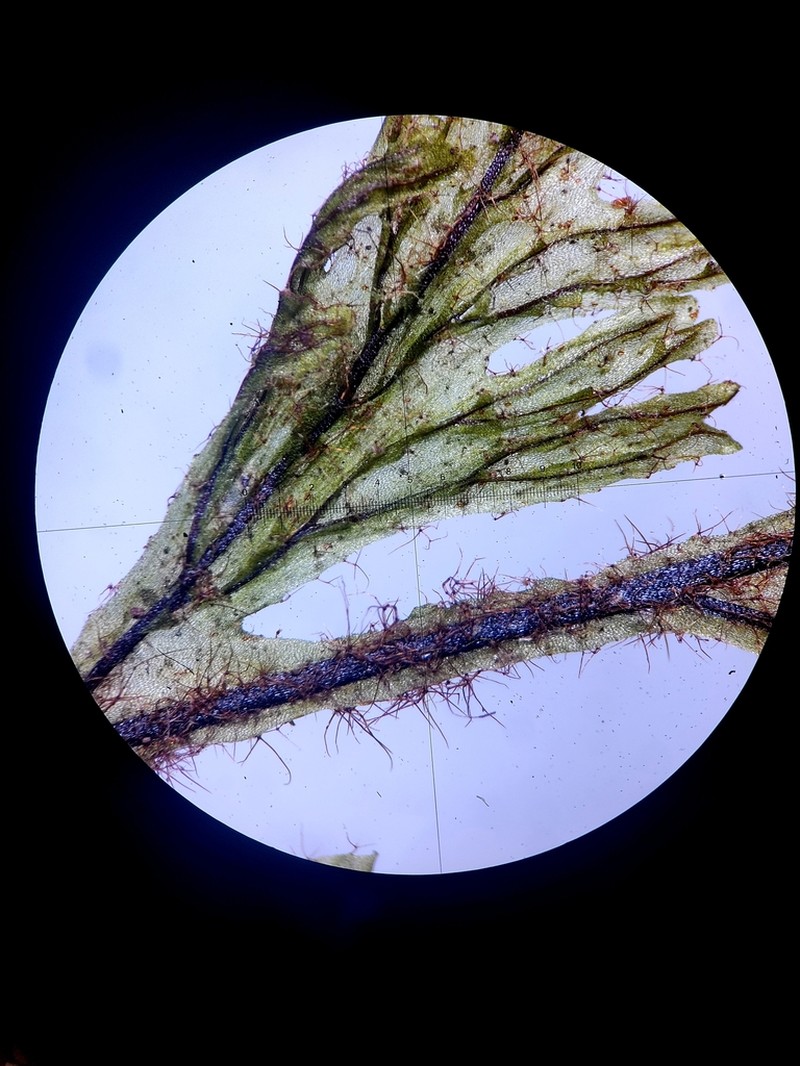 Hymenophyllum interruptum