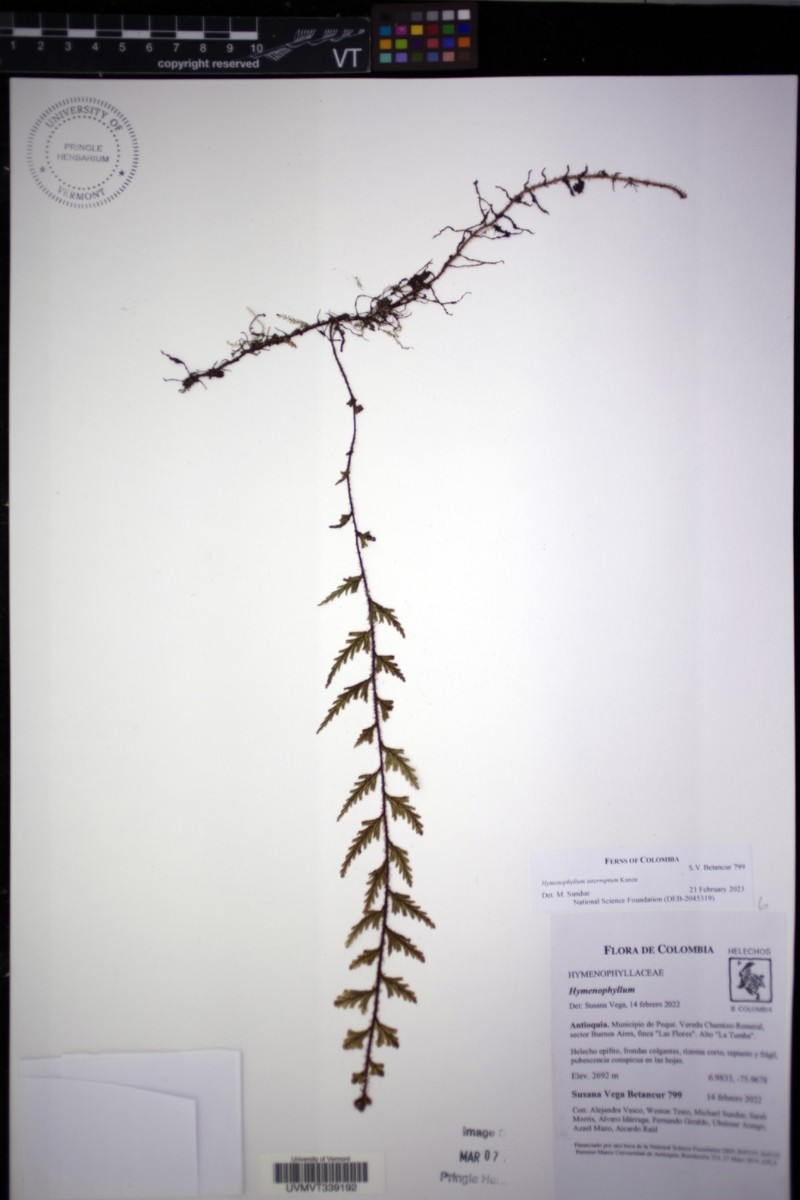 Hymenophyllum interruptum photo 2