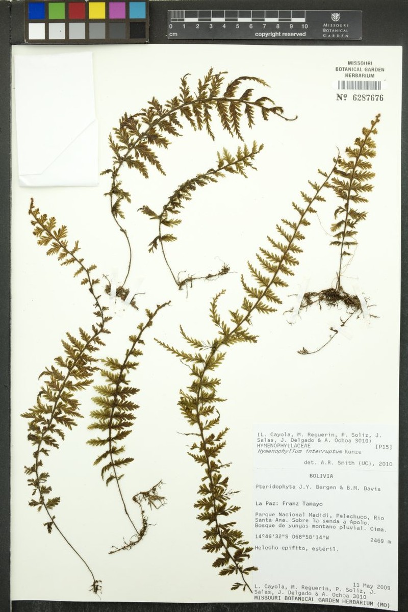 Hymenophyllum interruptum photo 3