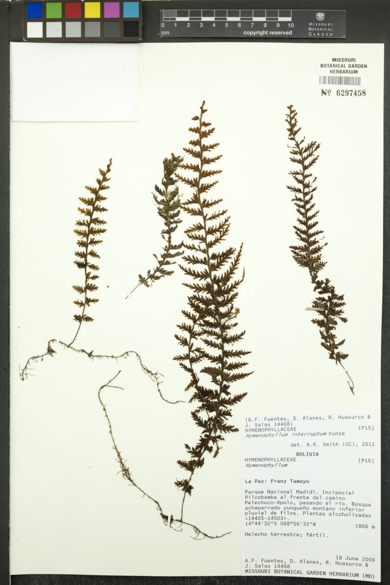 Hymenophyllum interruptum photo 4