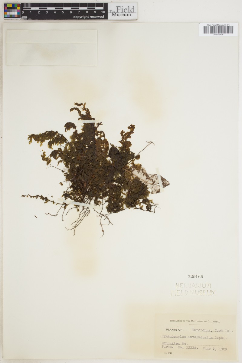 Hymenophyllum involucratum