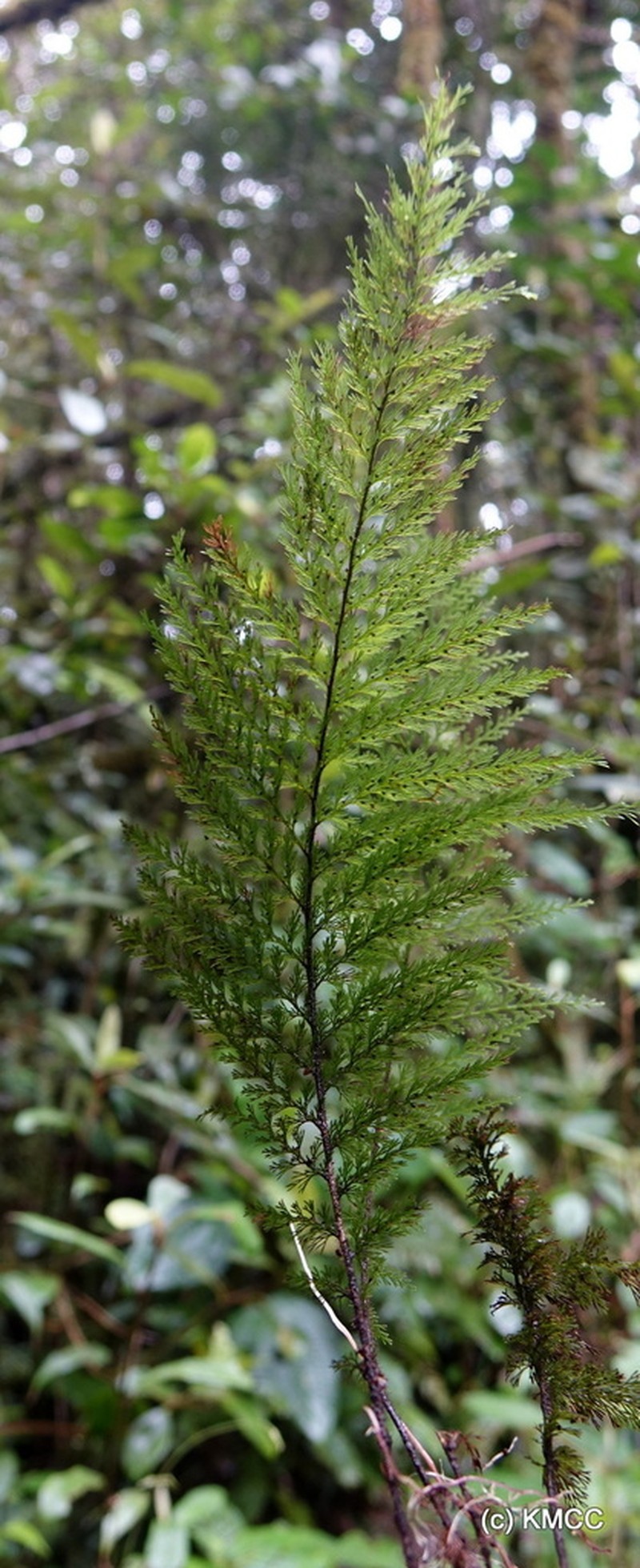 Hymenophyllum ivohibense