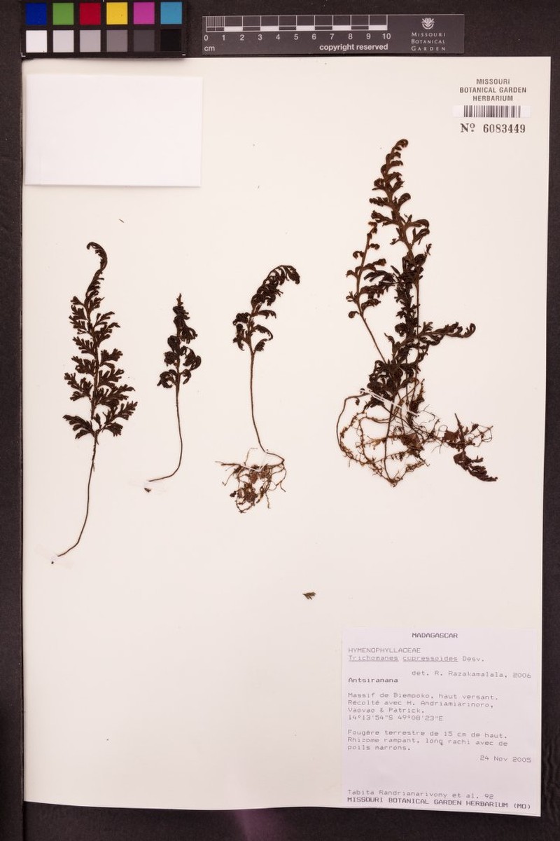 Hymenophyllum ivohibense photo 2