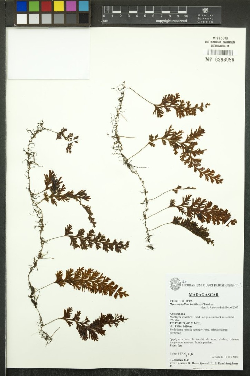 Hymenophyllum ivohibense photo 3