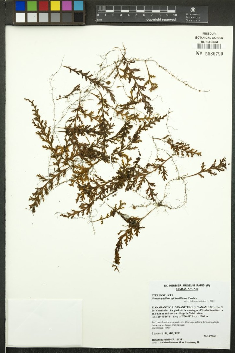 Hymenophyllum ivohibense photo 4