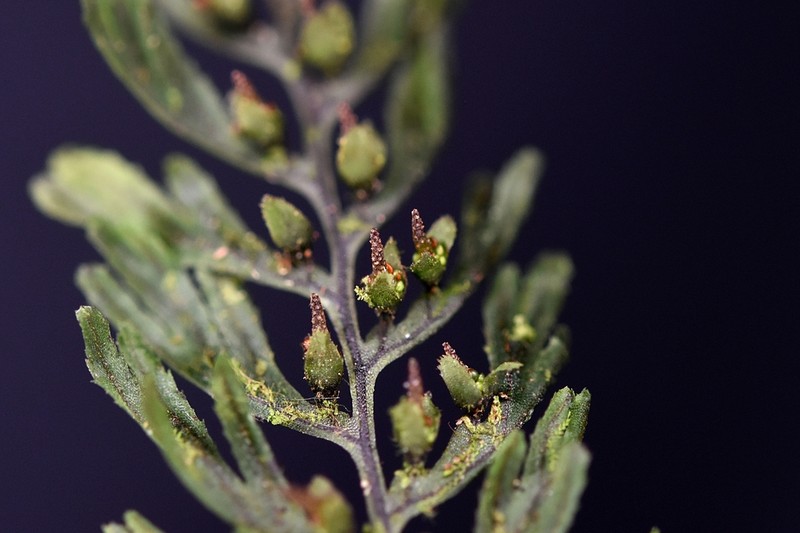 Hymenophyllum jamesonii photo 2