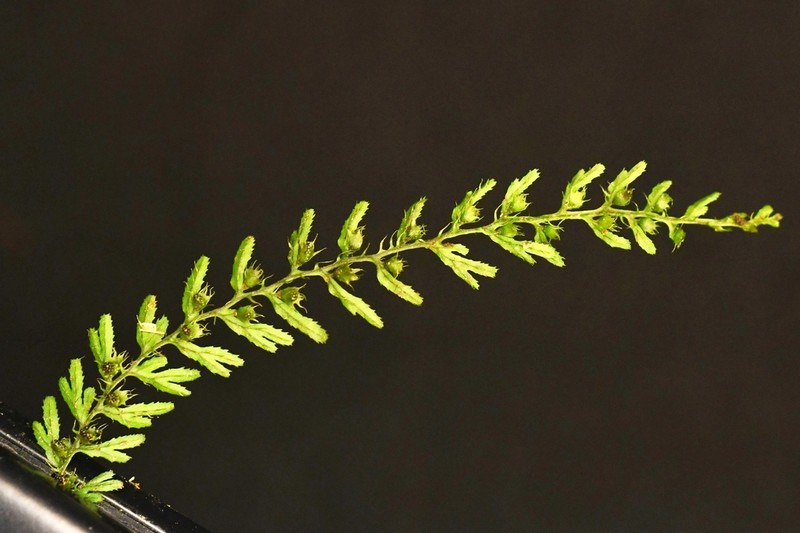 Hymenophyllum jamesonii photo 3