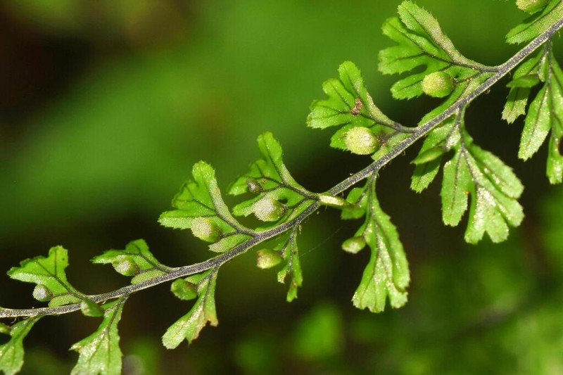 Hymenophyllum jamesonii photo 4