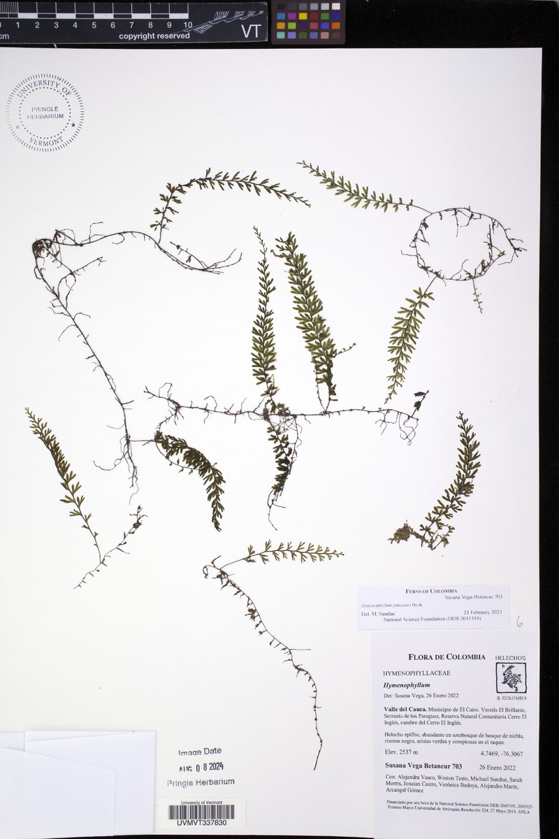 Hymenophyllum jamesonii photo 5