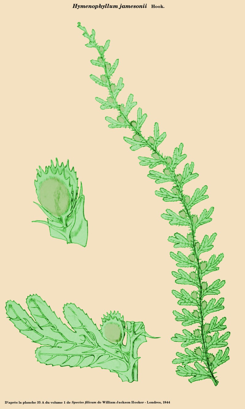 Hymenophyllum jamesonii