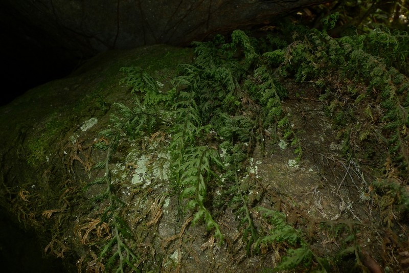 Hymenophyllum javanicum