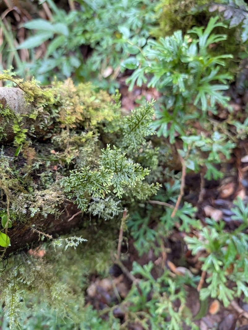 Hymenophyllum javanicum photo 2