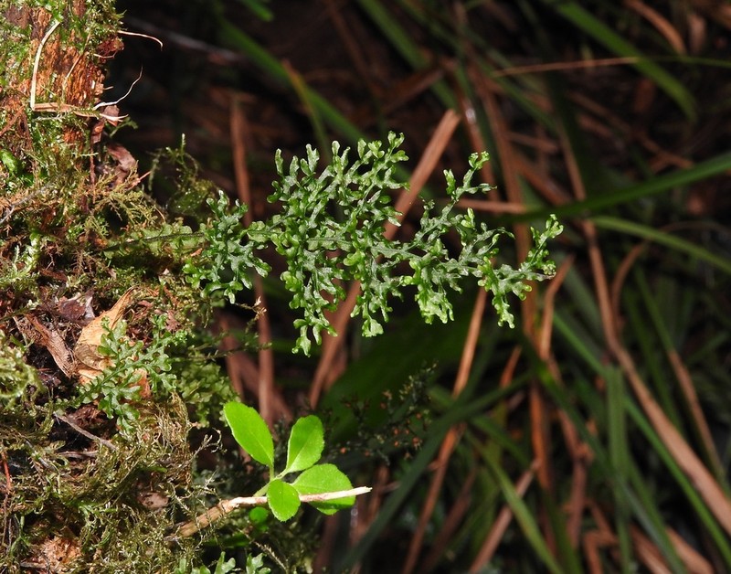 Hymenophyllum javanicum photo 3