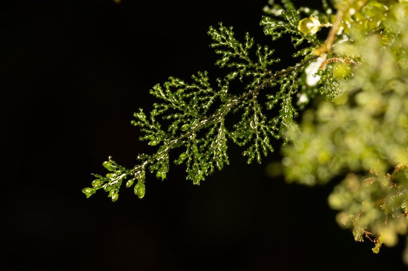 Hymenophyllum javanicum photo 4