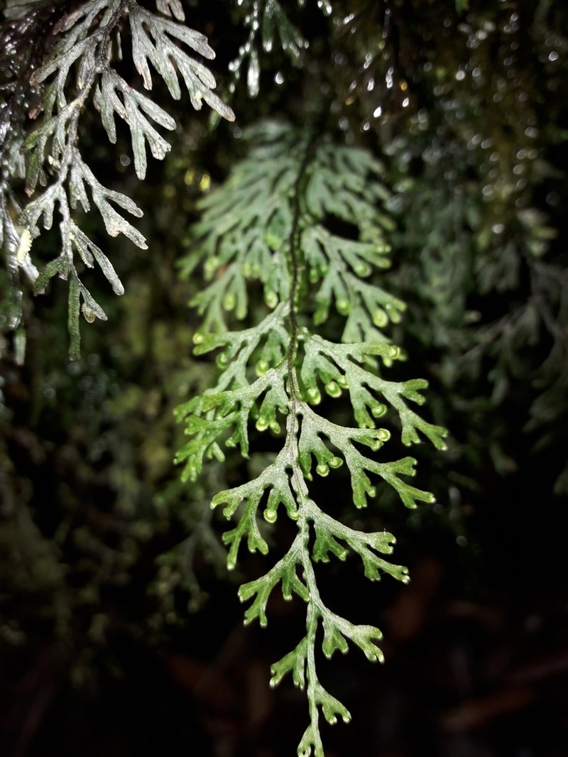 Hymenophyllum javanicum photo 5