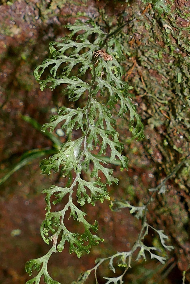 Hymenophyllum javanicum photo 6