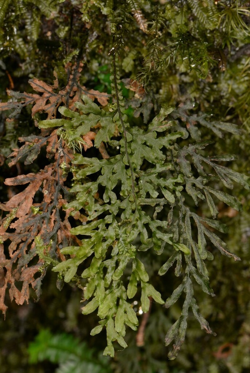 Hymenophyllum javanicum photo 7