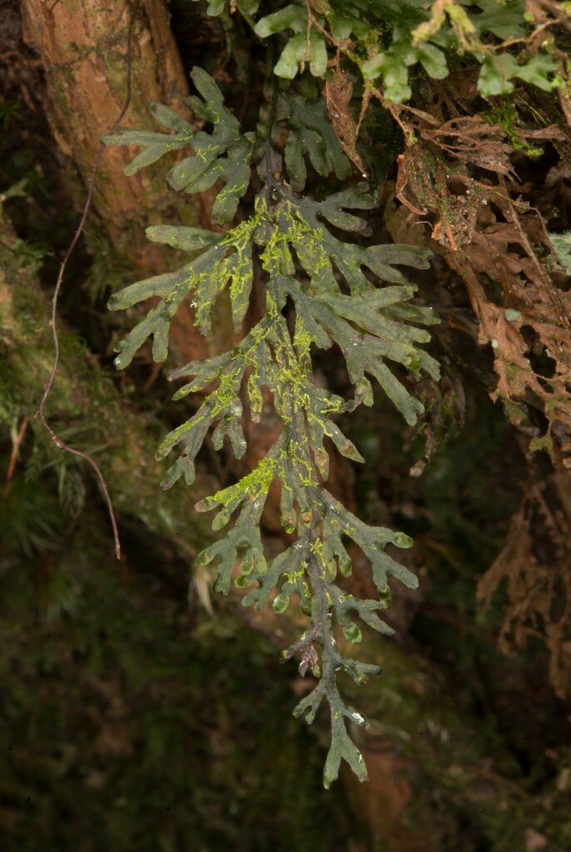 Hymenophyllum javanicum photo 8