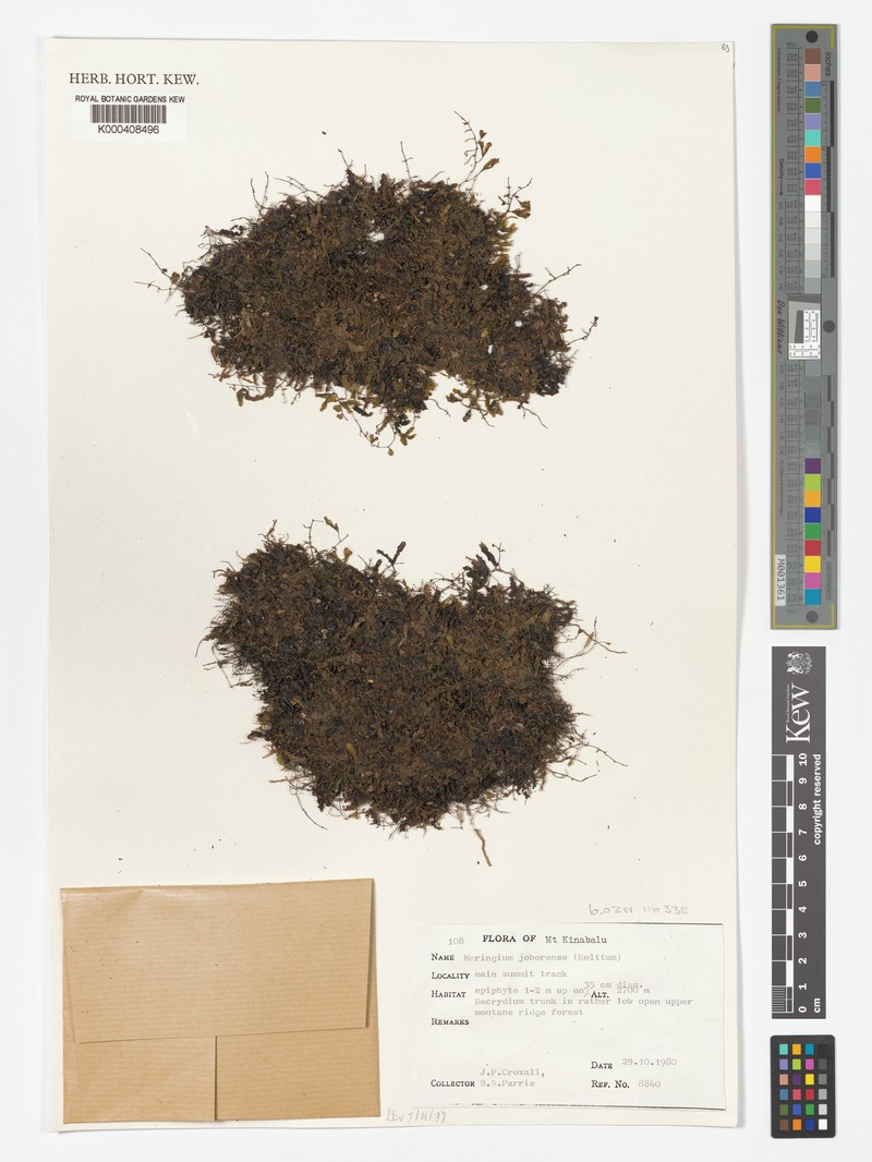 Hymenophyllum johorense