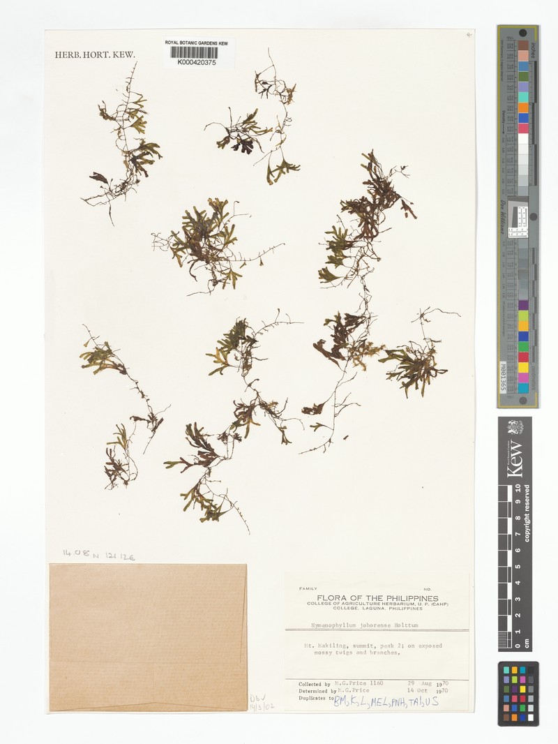 Hymenophyllum johorense photo 2