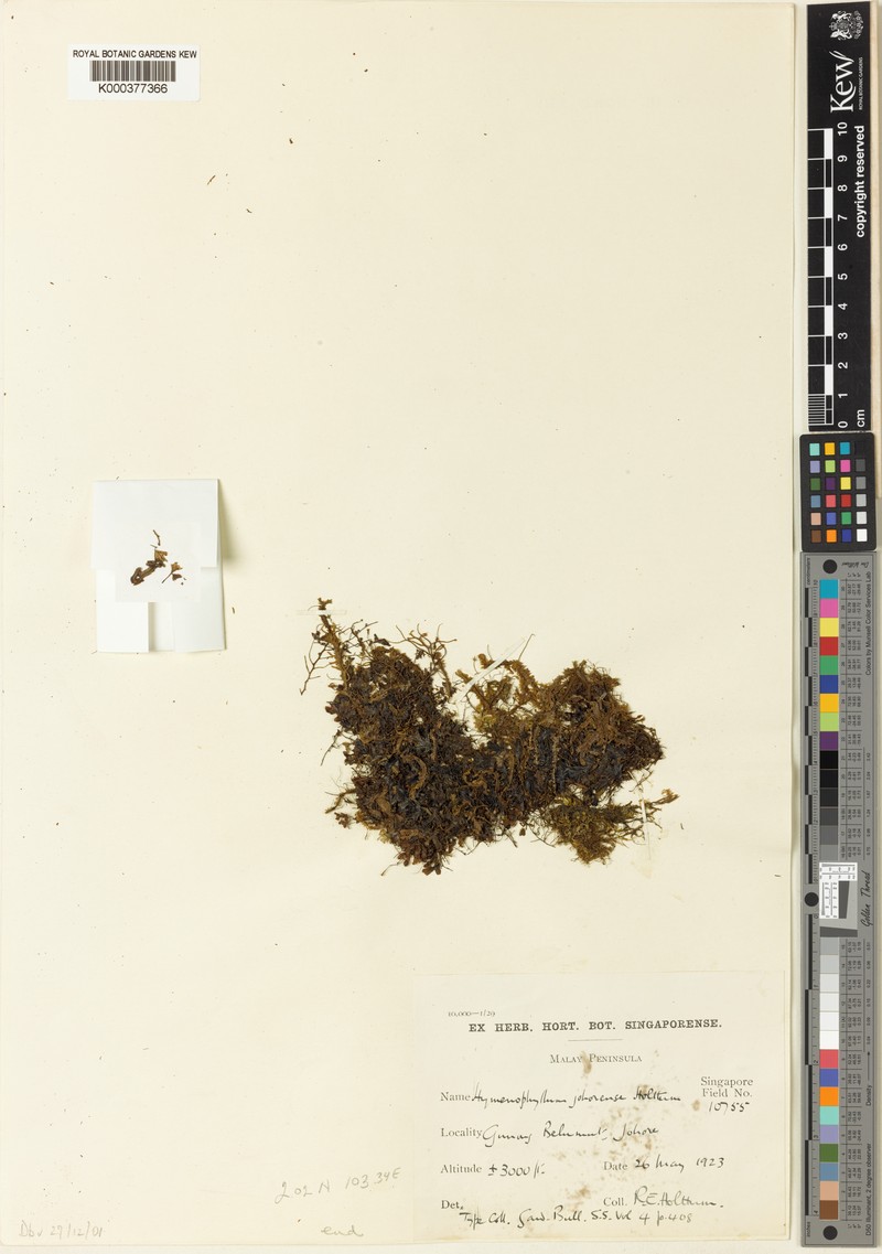 Hymenophyllum johorense photo 4