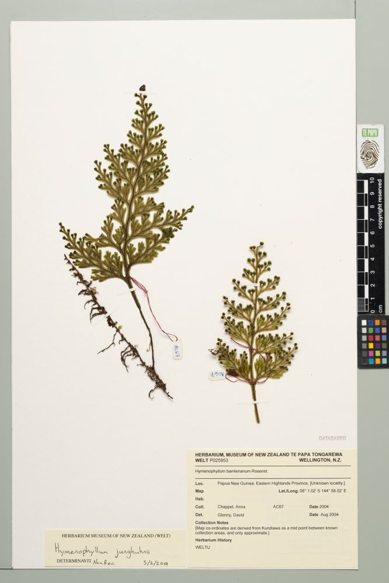 Hymenophyllum junghuhnii
