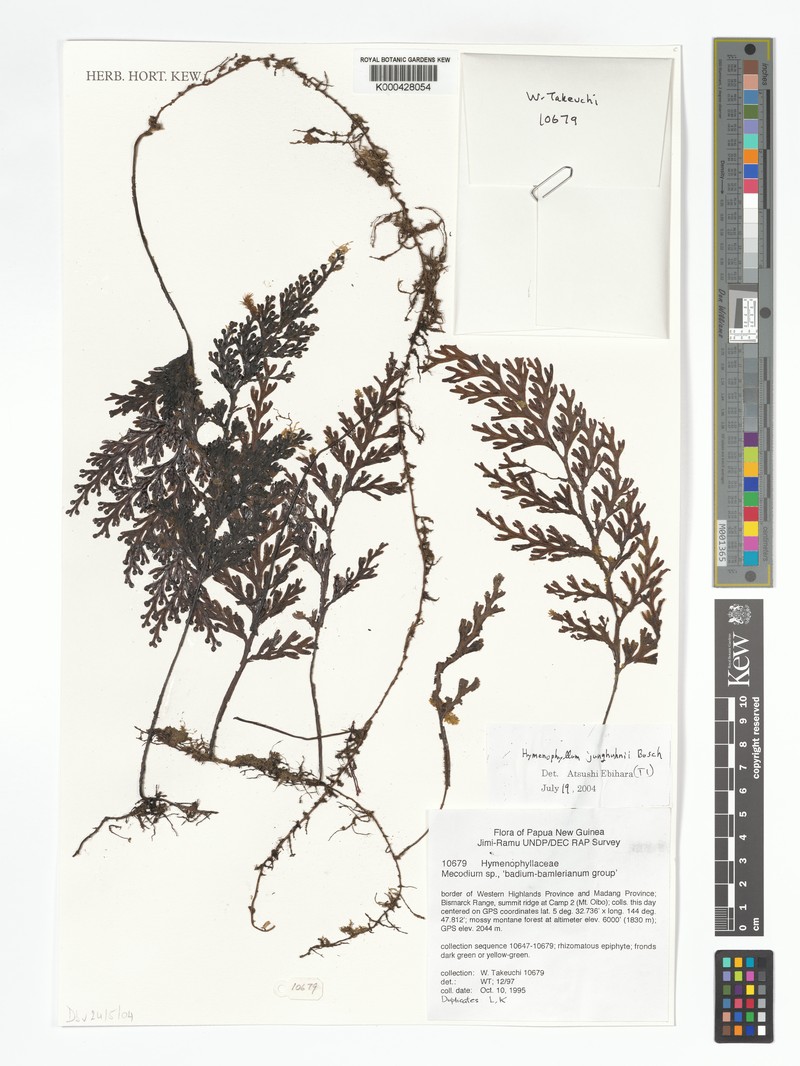 Hymenophyllum junghuhnii photo 2