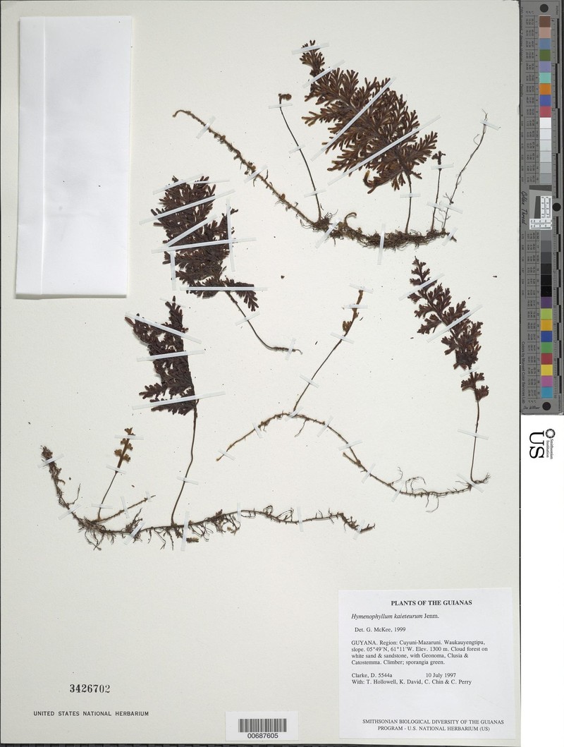 Hymenophyllum kaieteurum