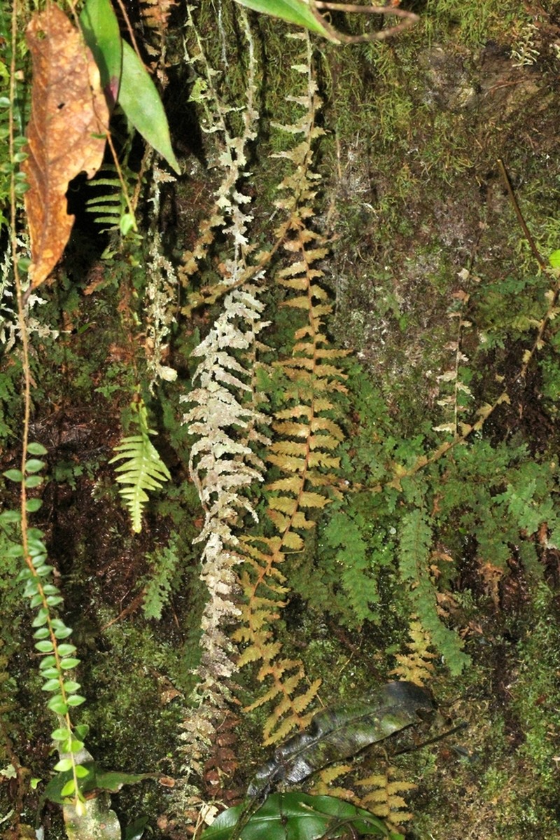 Hymenophyllum karstenianum