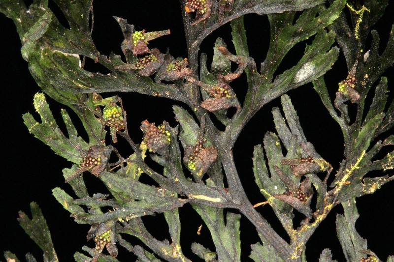 Hymenophyllum karstenianum photo 2