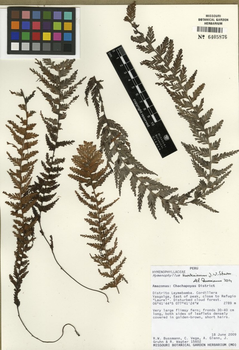 Hymenophyllum karstenianum photo 3
