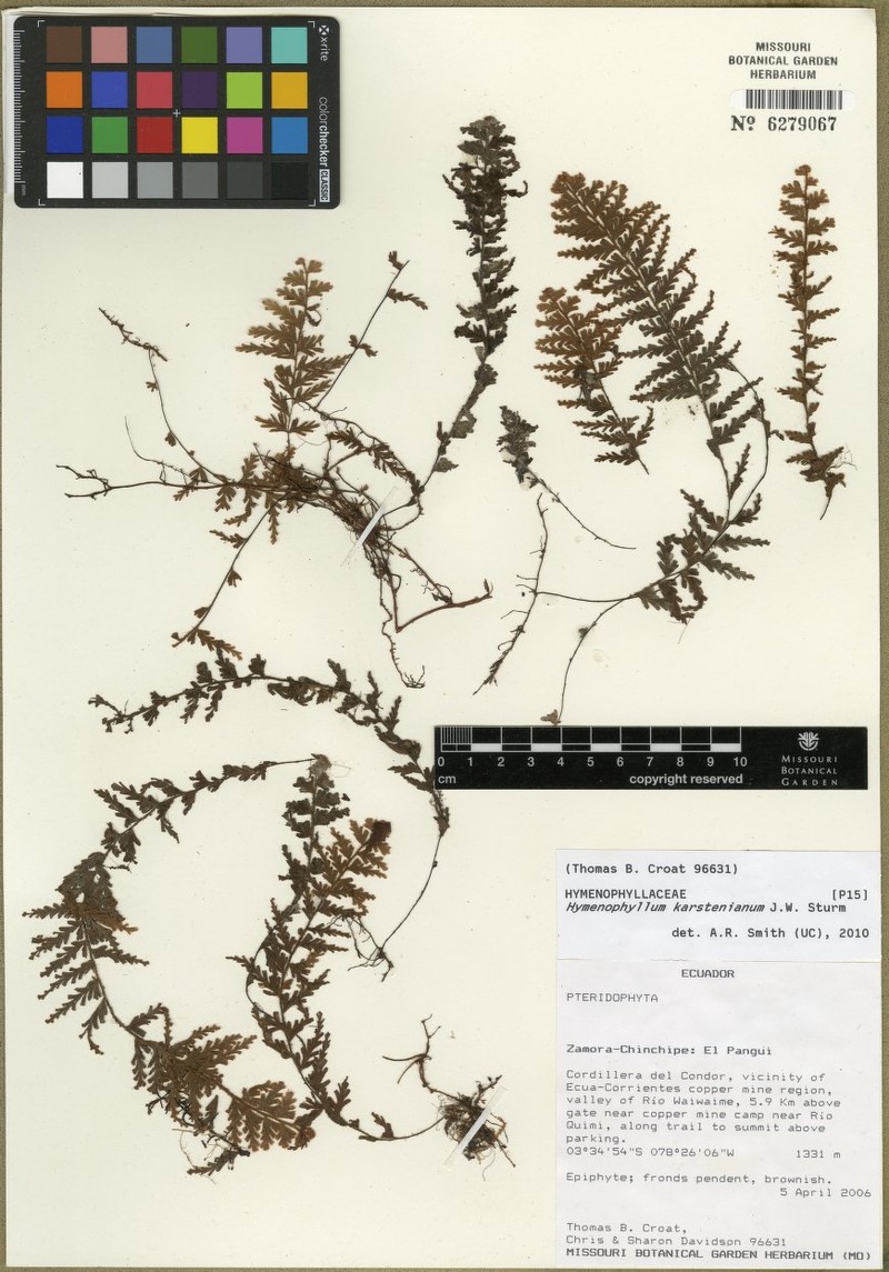 Hymenophyllum karstenianum photo 4