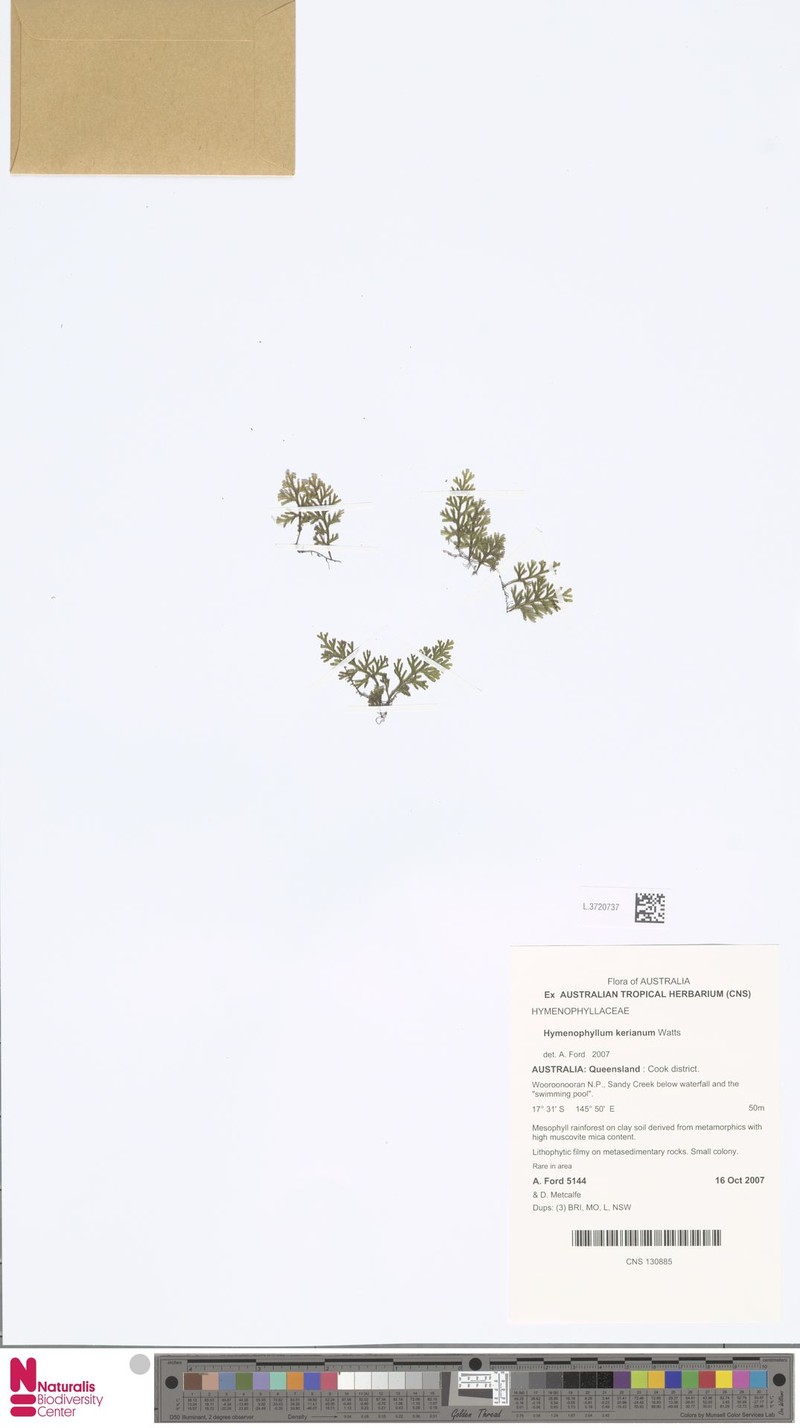 Hymenophyllum kerianum