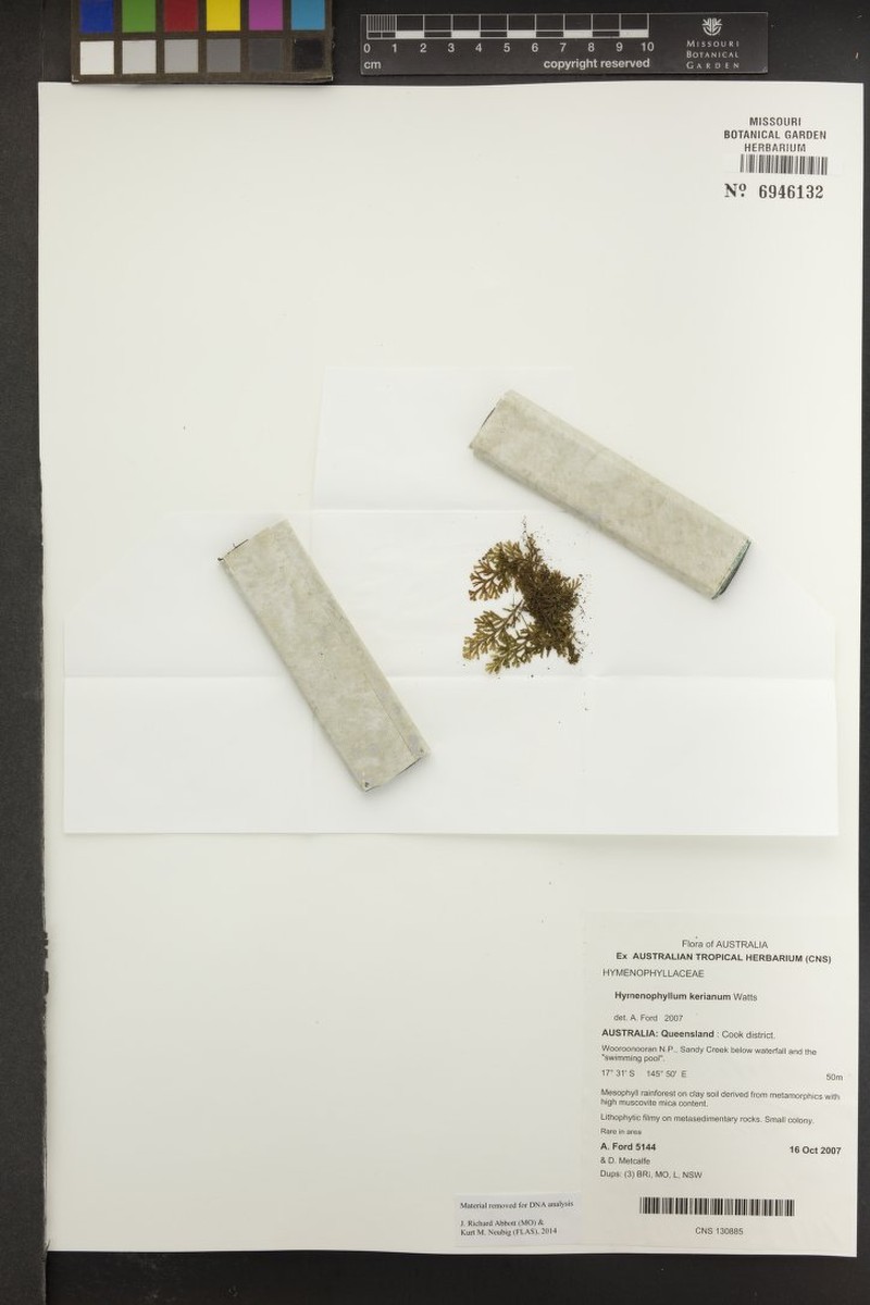 Hymenophyllum kerianum photo 2