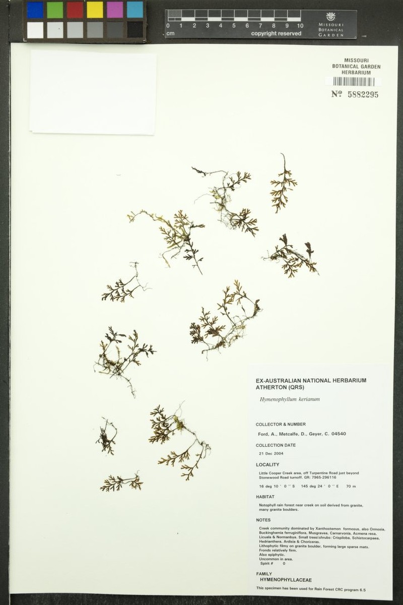 Hymenophyllum kerianum photo 3