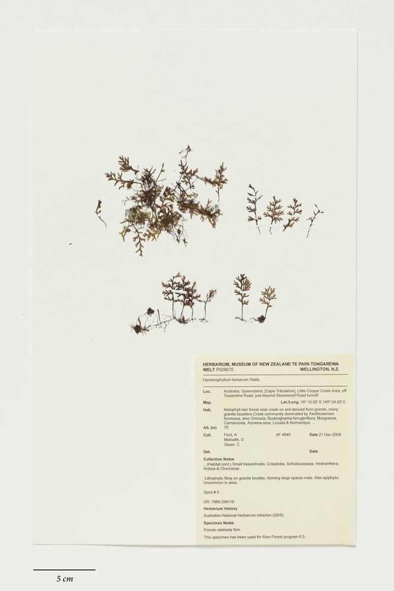 Hymenophyllum kerianum photo 4