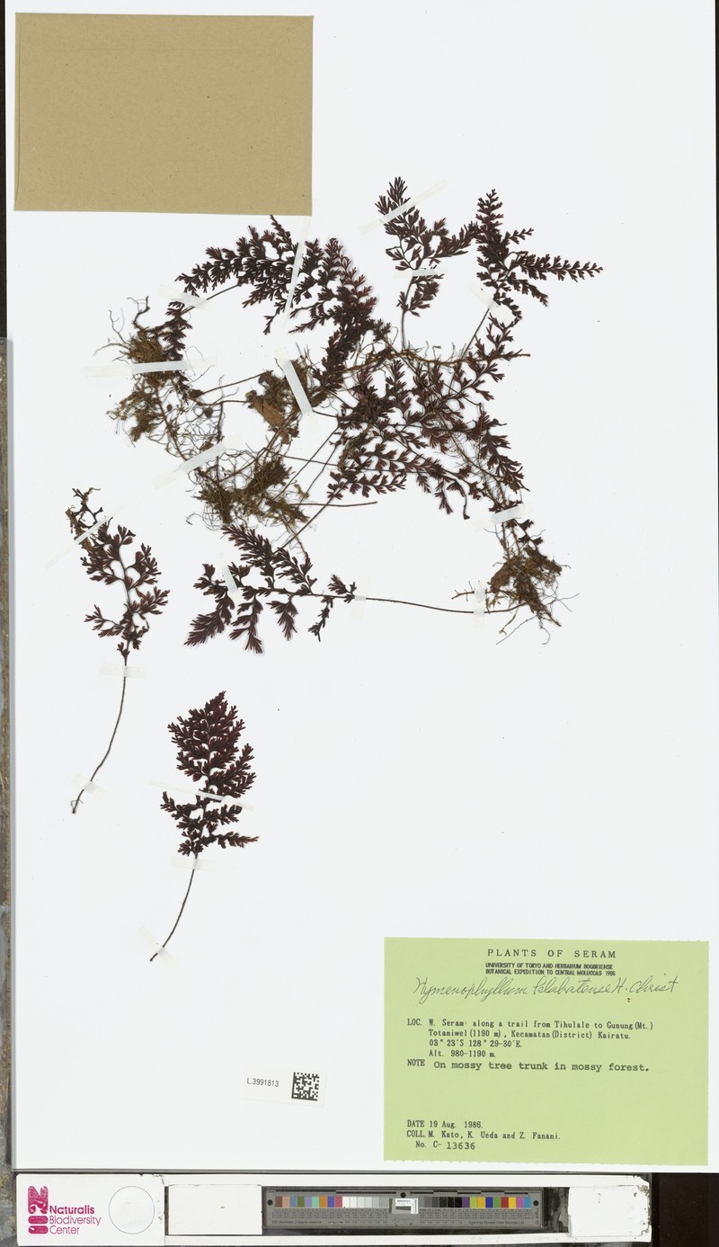 Hymenophyllum klabatense