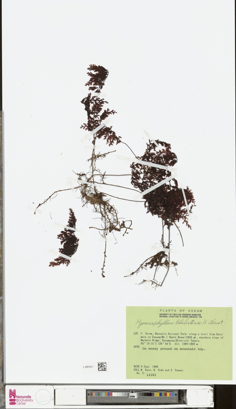 Hymenophyllum klabatense photo 2