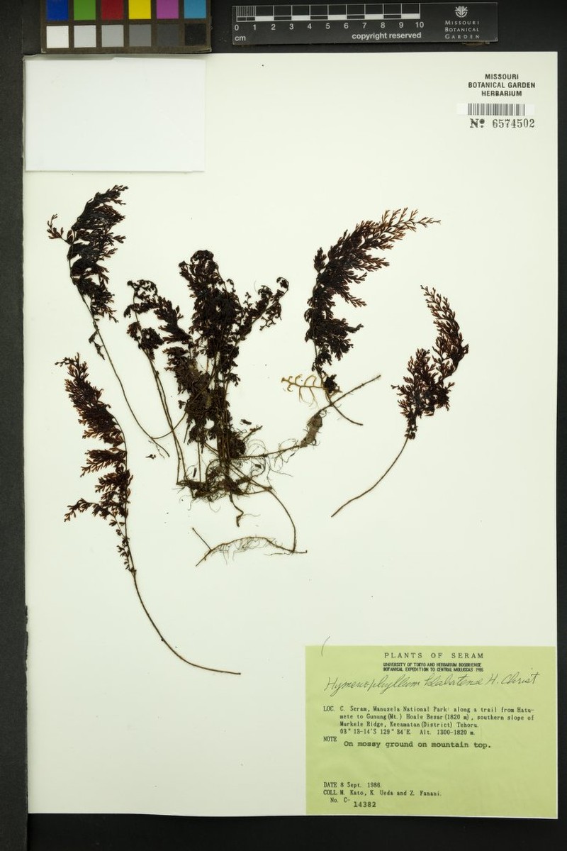 Hymenophyllum klabatense photo 3