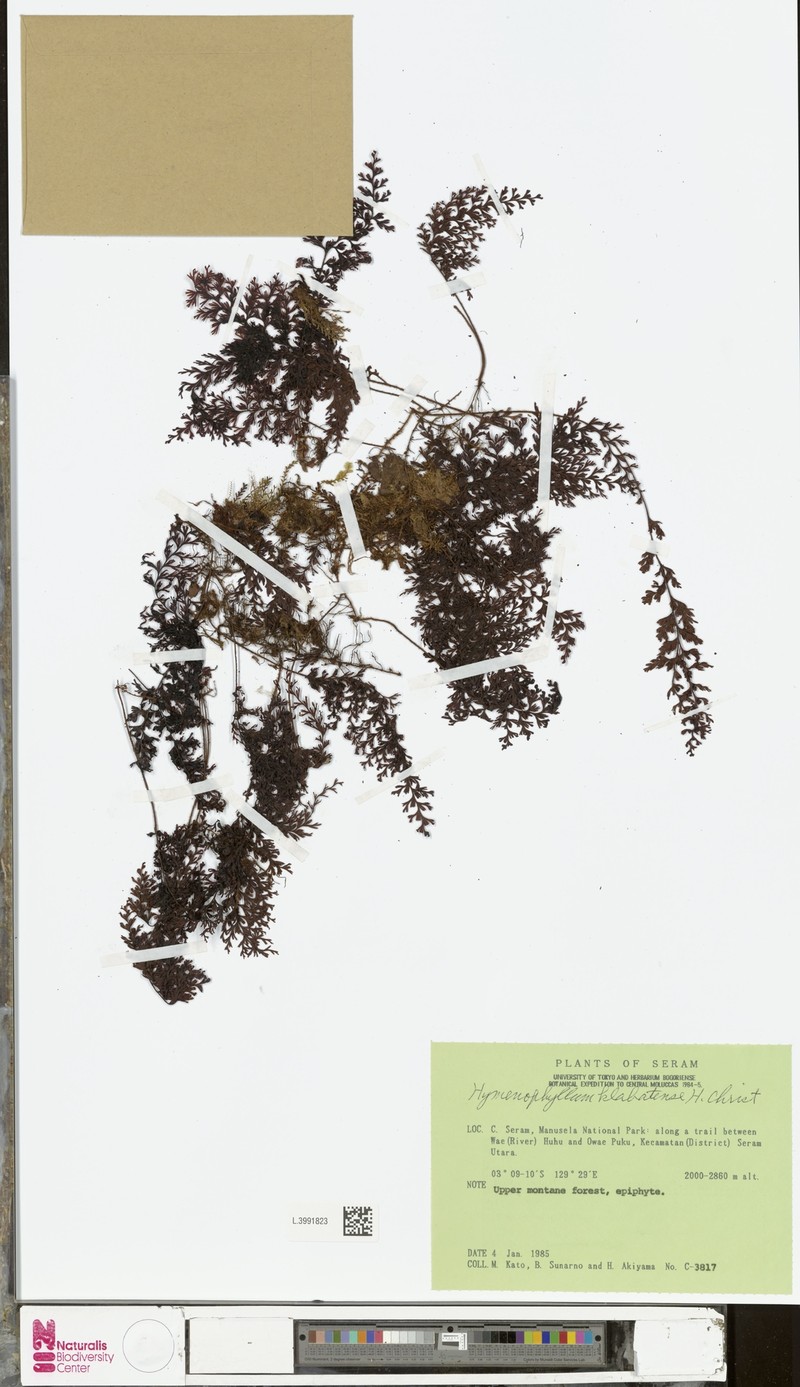 Hymenophyllum klabatense photo 4