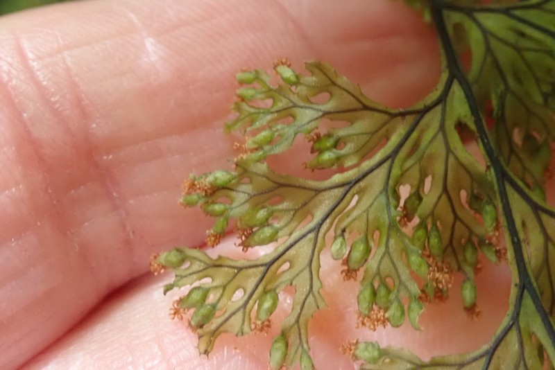 Hymenophyllum krauseanum