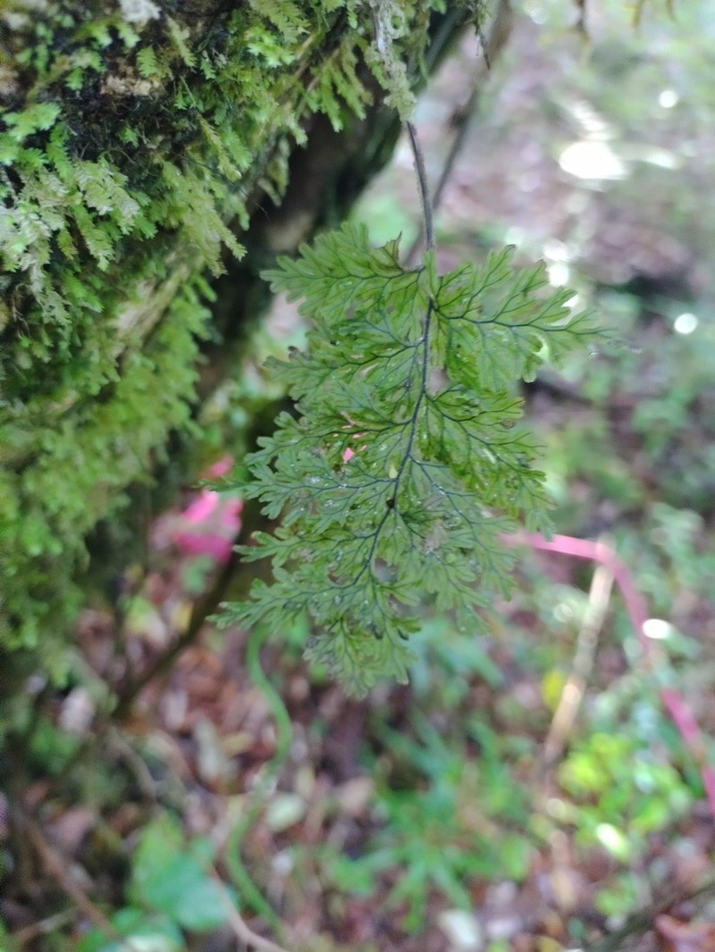 Hymenophyllum krauseanum photo 2