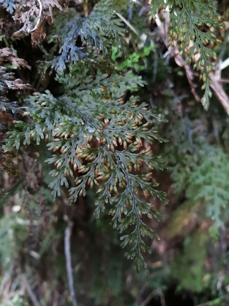 Hymenophyllum krauseanum photo 3