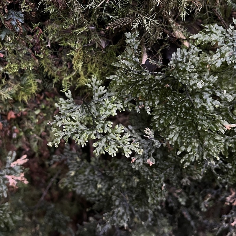 Hymenophyllum krauseanum photo 4