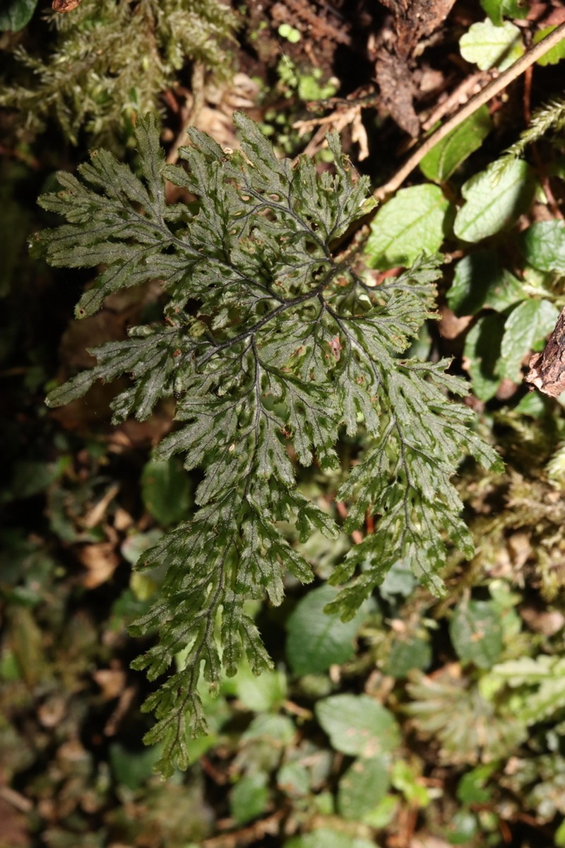 Hymenophyllum krauseanum photo 5