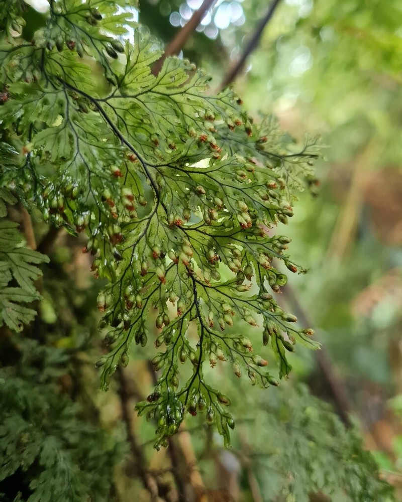 Hymenophyllum krauseanum photo 6