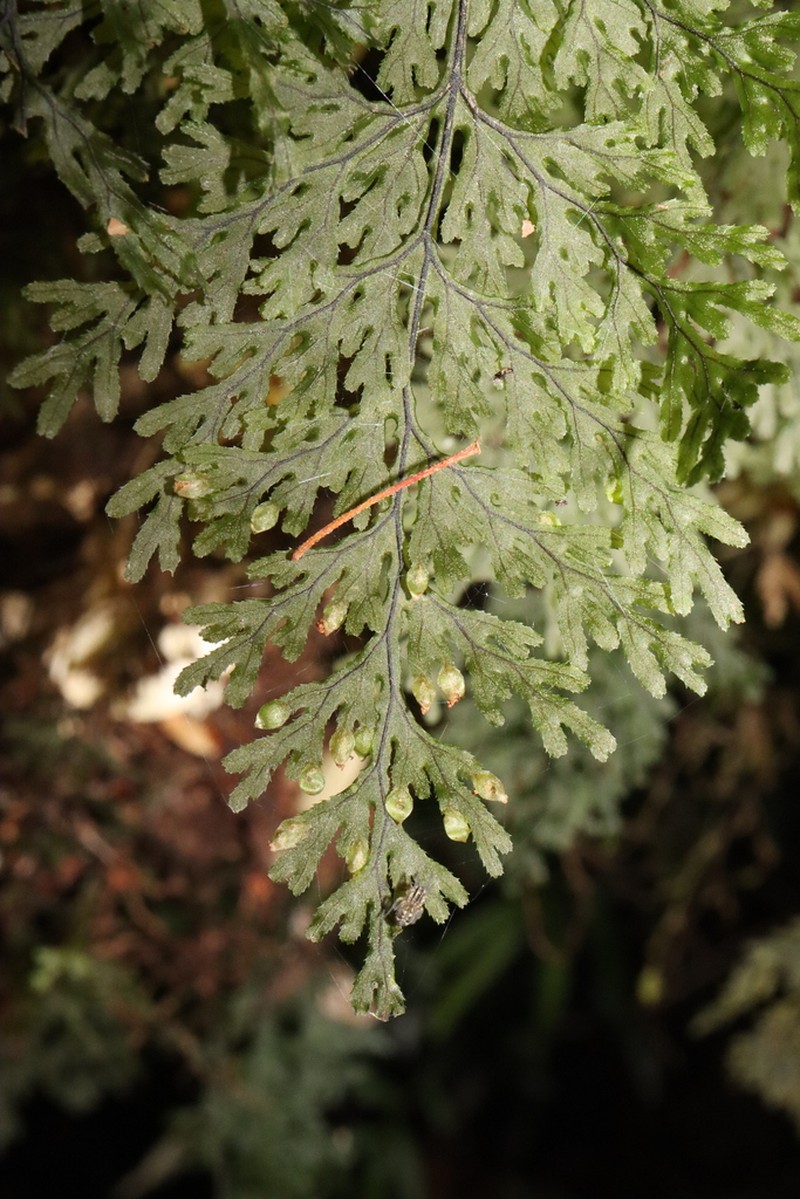 Hymenophyllum krauseanum photo 7