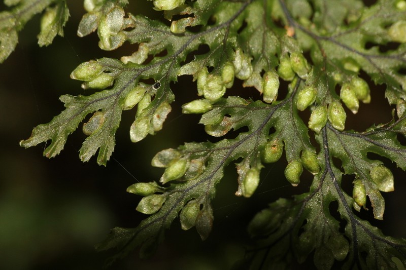 Hymenophyllum krauseanum photo 8